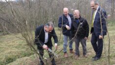 FINDIKTA BUDAMAYI BİLİNÇLİ YAPIN