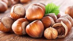 FİSKOBİRLİK FINDIK ALIMINA BAŞLADI