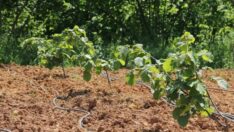 64 üreticiye 6 bin fidan dağıtılacak