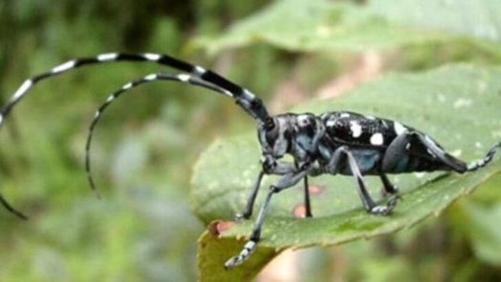 Fındığı Tehdit Eden ‘Drakula’ Böceği İçin Eylem Planı Hazırlanıyor