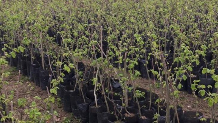 Trabzon Ticaret Borsası’ndan Fındık Fidanı