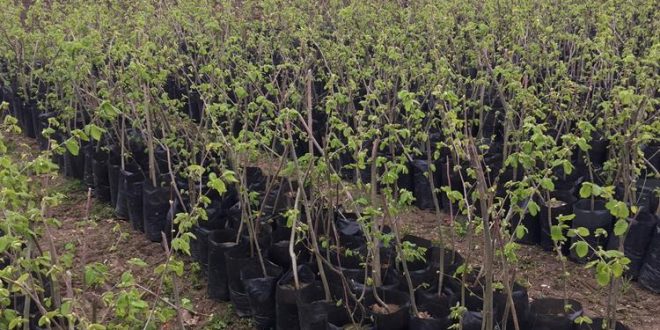 Trabzon Ticaret Borsası’ndan Fındık Fidanı