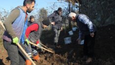 Trabzon’da 7 bin fındık fidanı tek gövdeli dikildi
