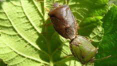 Fındıkta Kahverengi Kokarca ile mücadele için İstanbul’da toplandılar