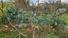 Aşılı Tek Gövde Fındık Bahçesinde Budama Yapıldı