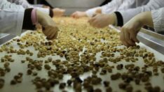 Türk fındık tarihinde ihracat rekoru erken kırıldı