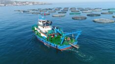 Türkiye’de 2019 yılında su ürünleri üretimi yüzde 33,1 arttı