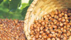 İhracatçıların Fındık Rekoltesi