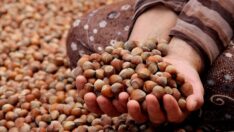 Fındık döviz kazandırıyor