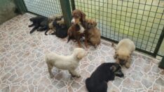 Sahipsiz Canlara Özel Uygulama