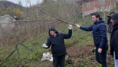 Fındıkta budama ve seyrekleştirme eğitimi