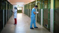 Aşılayın Aşılattırın Hayat Kurtarın