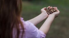 ILO-Ferrero ortaklığı, Türkiye’de fındık hasadında çocuk işçiliğini ortadan kaldırmayı hedefliyor