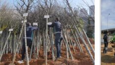 Büyükşehir Doğan Her Bebek İçin Bir Ağaç Dikiyor