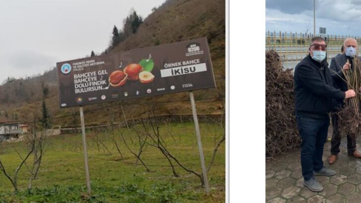 Tek gövde dikimine 20 bin fındık fidanı