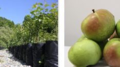 Yomra Elması Tescillendi