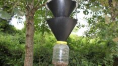 650 bin faydalı böcek ormanları koruyacak