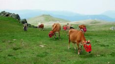 Trabzon’da süt inekçiliği için farklı sistemler devreye sokulmalı