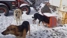 Sahipsiz Canlara Özel İlgi