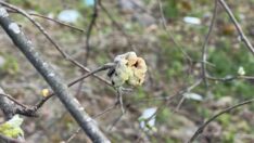 Fındıkta Kozalak Akarı Tehdidi Büyük