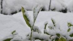 Azerbaycan’dan gümrüksüz çay ithaline tepki