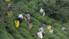 Kuru çay fiyatında aynı paralelde düzenleme yapılmalı