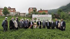 Trabzon Çatak da çay hasadı