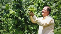 7 yıllık bahçelerde rekolte 200 kilograma ulaştı