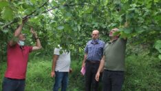 Trabzon’da fındıkta rekolte tespitine başlandı
