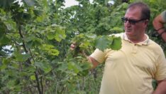 Fındıkta rekolte tahminine sert tepki