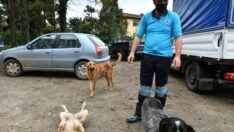 Afet Bölgesindeki Sahipsiz Canlar Büyükşehir Korumasında