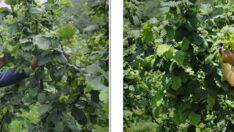 Dünya Fındık Haftası’nda Fındık Fiyatı