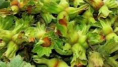 Fındık üreticisine acil çağrı