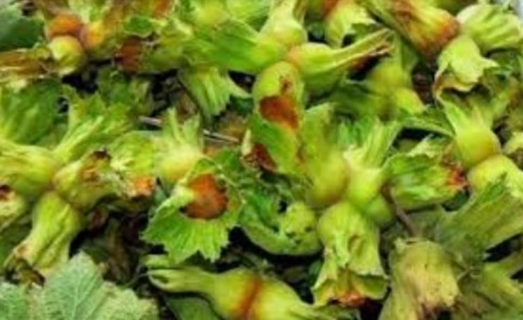 Fındık üreticisine acil çağrı