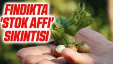 Fındıkta stok affı sıkıntısı