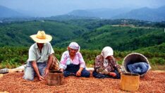 TMO’dan açıklama