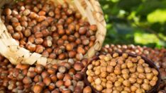 Ülkemizin Stratejik Ürünü Fındık her yönüyle ele alınacak