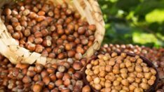 TMO’dan Kamuoyuna Duyuru