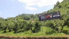 Fındıkta Verim ve Kaliteyi Arttırma Projesi’ne uluslararası ilgi