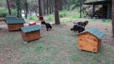 Hayvanlar, Ktü’de Daha Mutlu