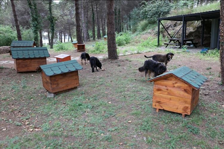 Hayvanlar, Ktü’de Daha Mutlu