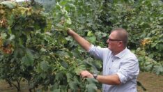 Fındıkta erken hasadın kaybı büyük