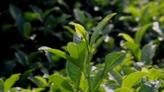 Çaya iki ayda üçüncü zam