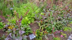 Tıbbî Ve Aromatik Bitkiler Koleksiyon Bahçesi’ Hayran Bırakıyor