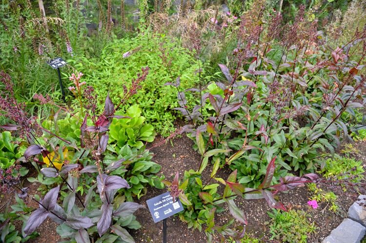 Tıbbî Ve Aromatik Bitkiler Koleksiyon Bahçesi’ Hayran Bırakıyor