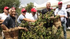 Dünya Fındık Haftasında Hasat Etkinliği
