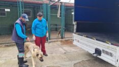 Sel Mağduru Sahipsiz Canlar Yeni Yuvalarına Kavuşuyor